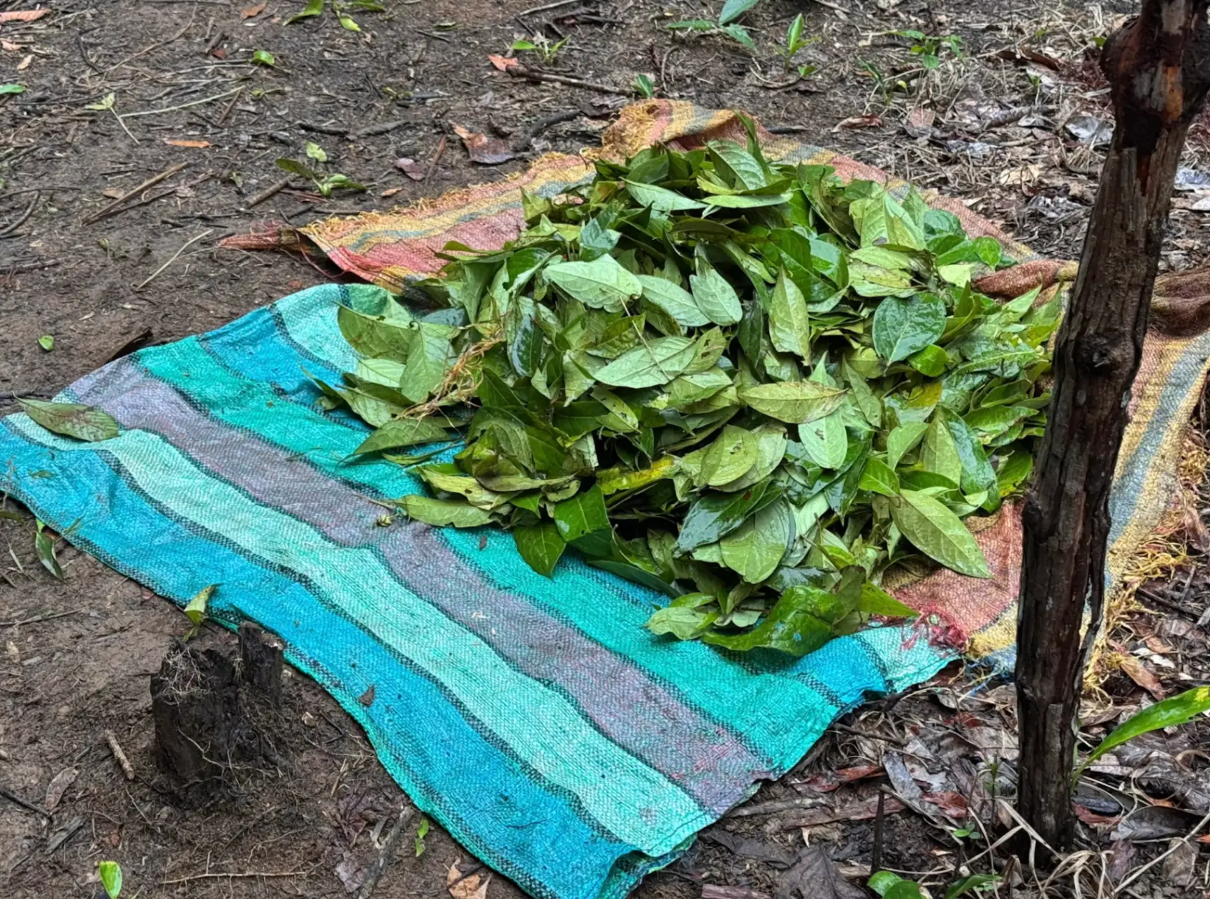 Medicine Maker Ayahuasca Retreat | Putumayo, Colombia photo 7