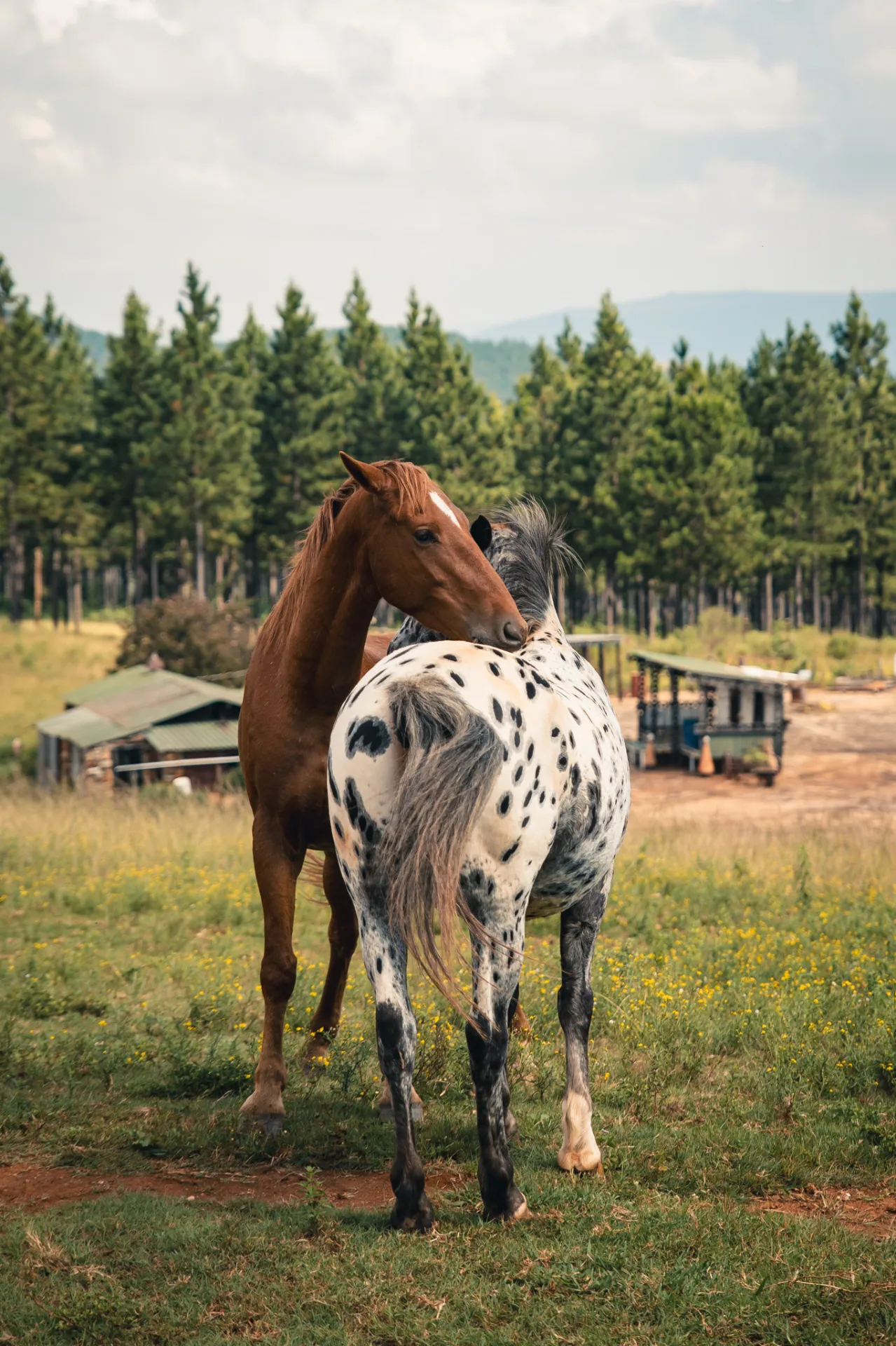7-Day Healing with Horses Retreat South Africa photo 4
